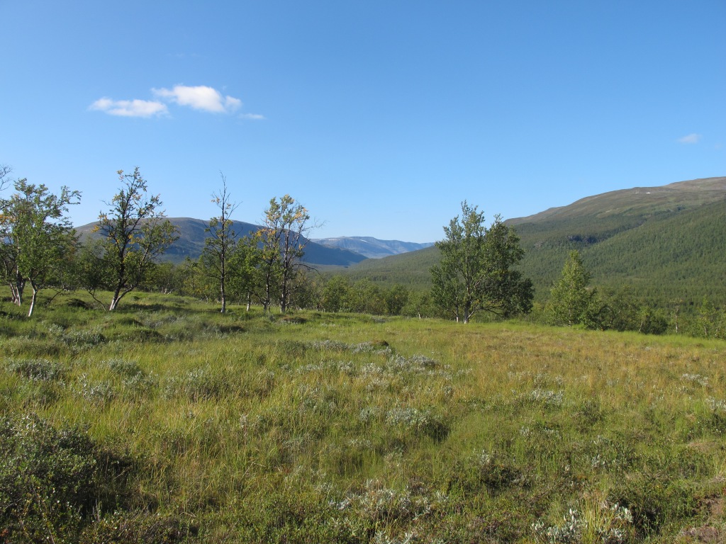 Forested slopes on the Divielva river. View is downstream. (Norway)
